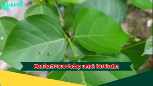 Manfaat Daun Dadap untuk Kesehatan