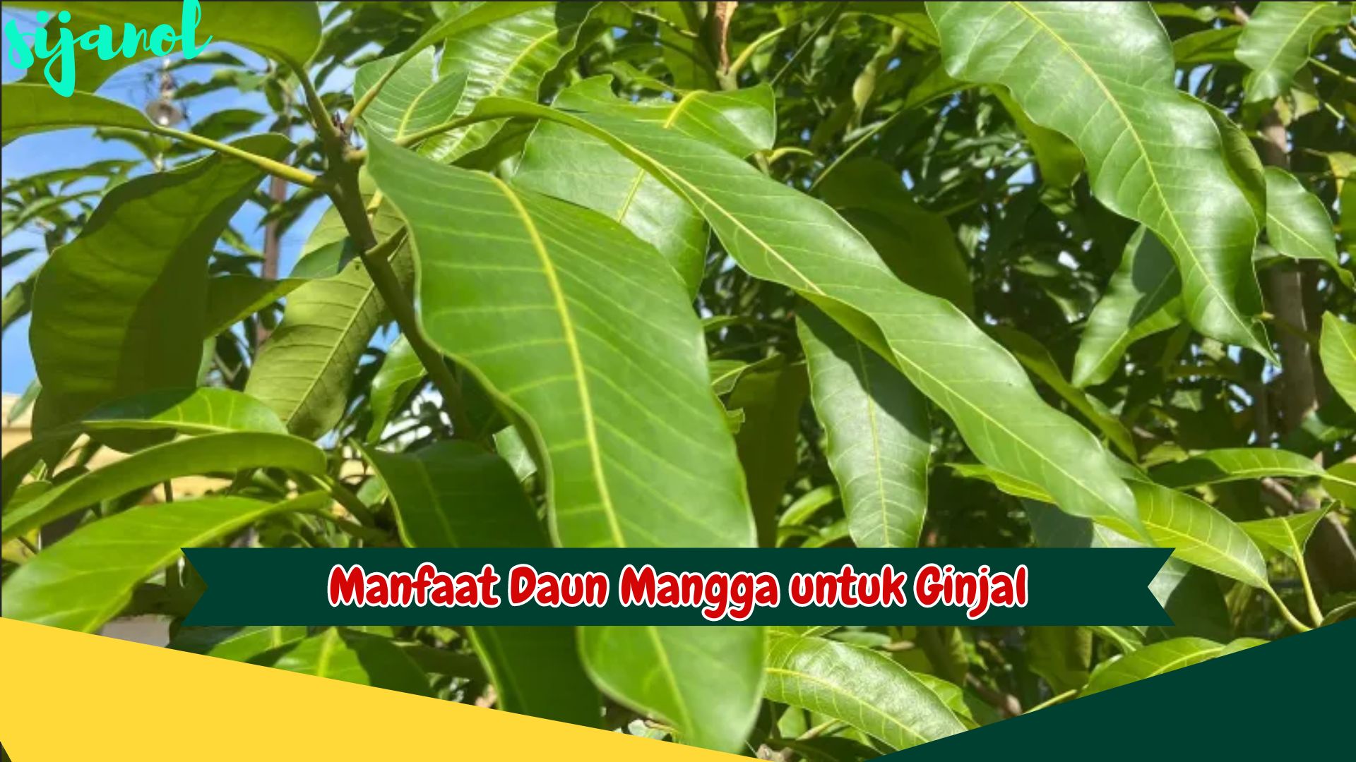 Manfaat Daun Mangga untuk Ginjal