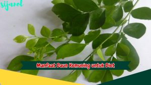 Manfaat Daun Kemuning untuk Diet