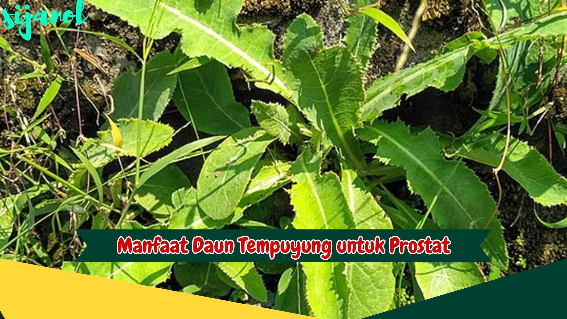 Manfaat Daun Tempuyung untuk Prostat