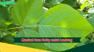 Manfaat Daun Dadap untuk Lambung