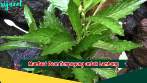 Manfaat Daun Tempuyung untuk Lambung