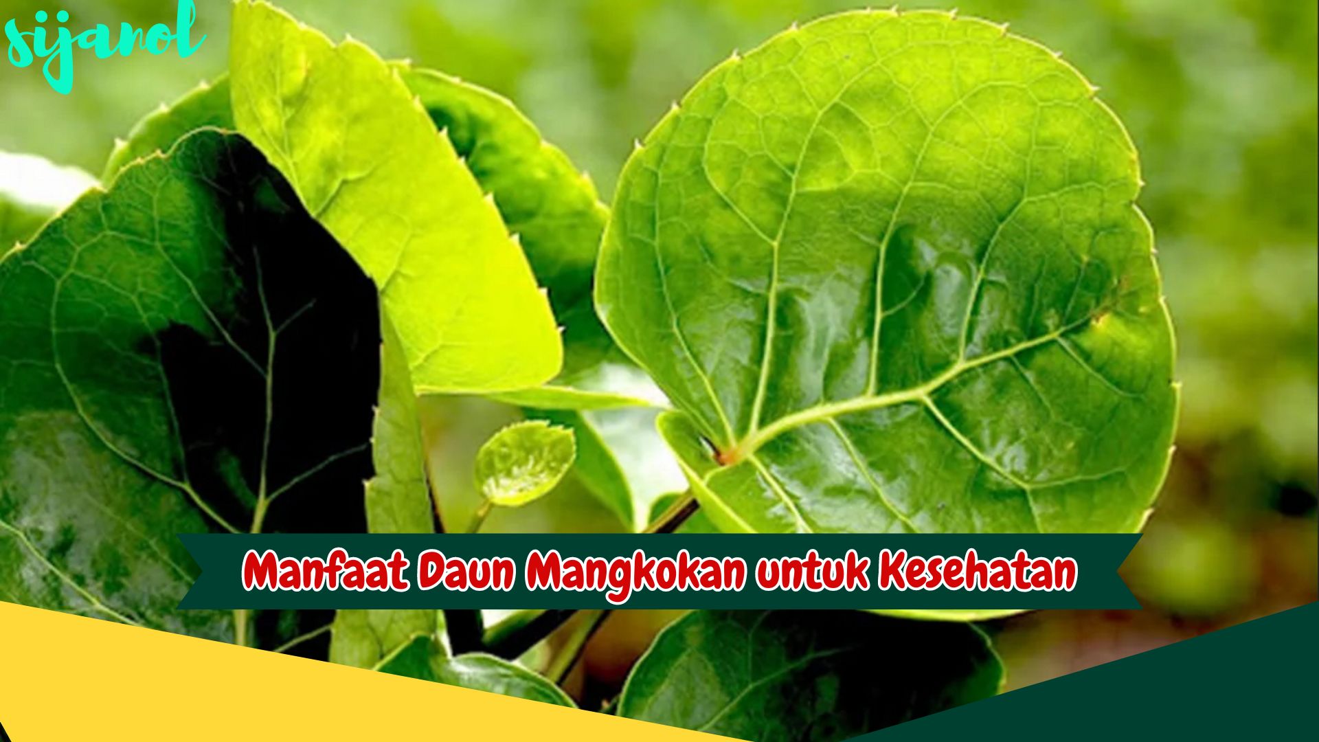 Manfaat Daun Mangkokan untuk Kesehatan