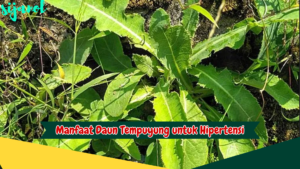 Manfaat Daun Tempuyung untuk Hipertensi