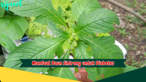 Manfaat Daun Sintrong untuk Diabetes