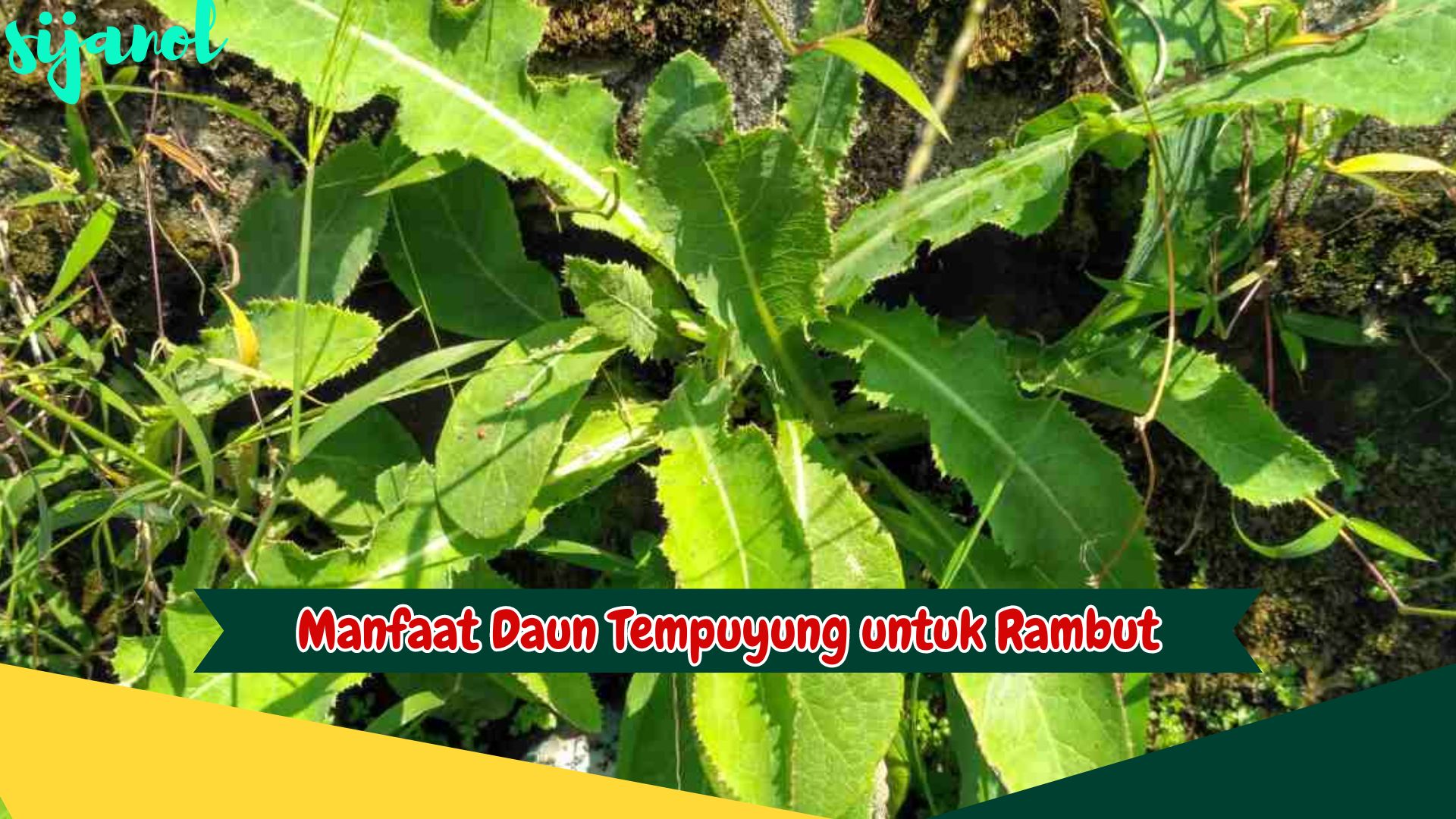 Manfaat Daun Tempuyung untuk Rambut