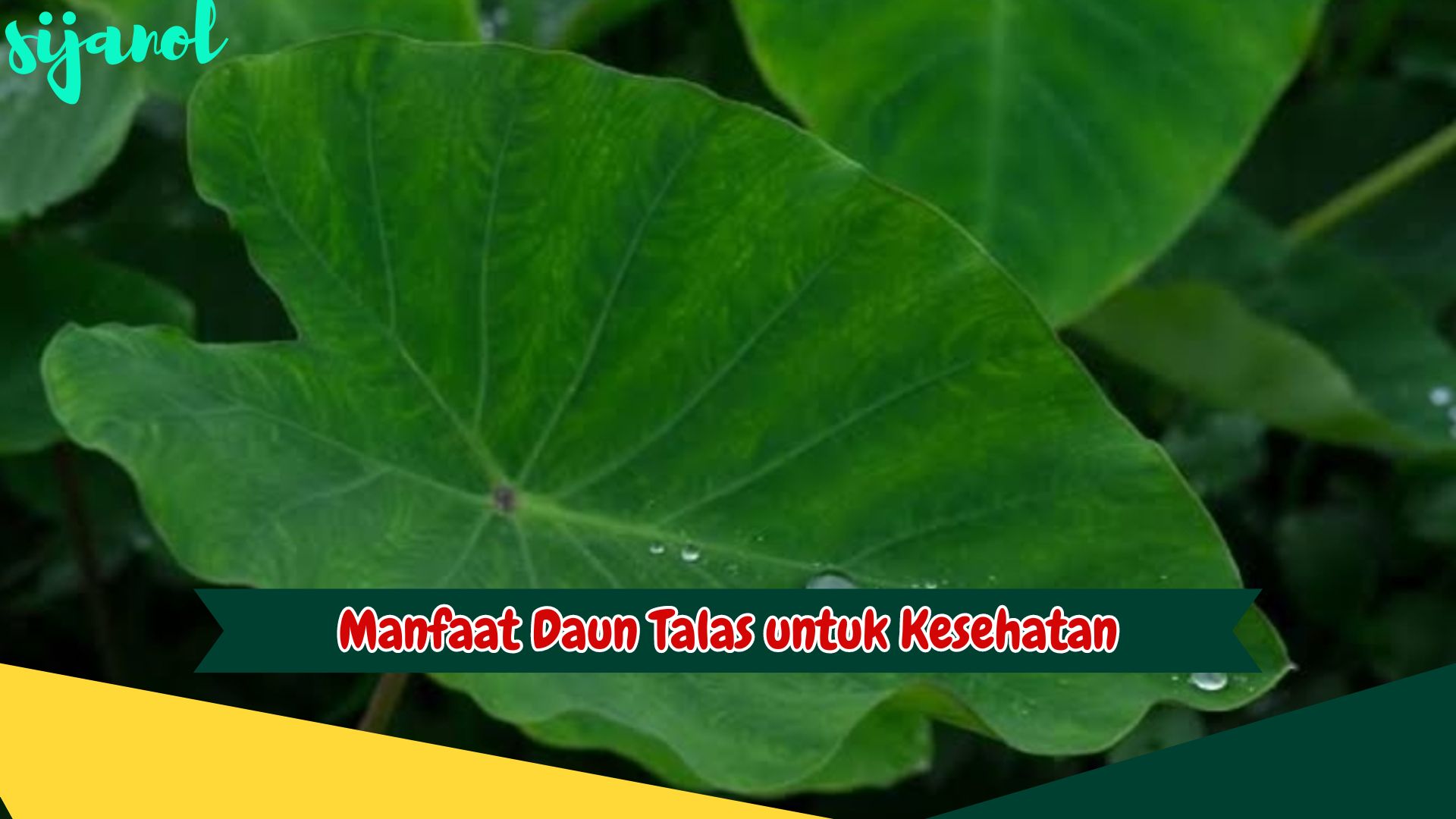 Manfaat Daun Talas untuk Kesehatan