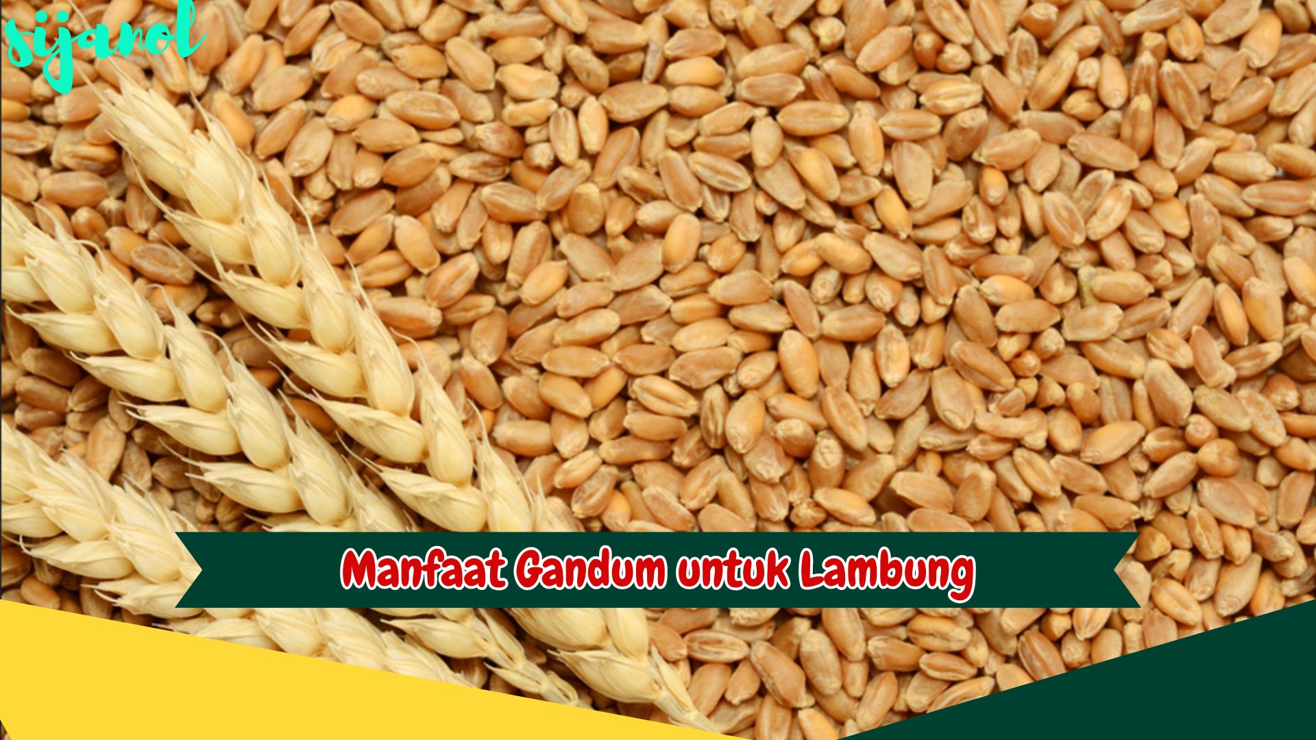 Manfaat Gandum untuk Lambung