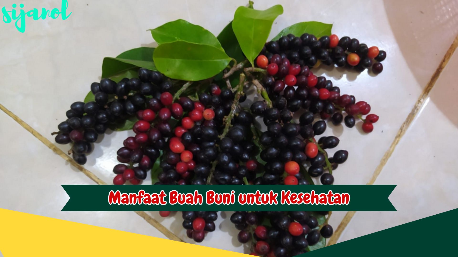 Manfaat Buah Buni untuk Kesehatan