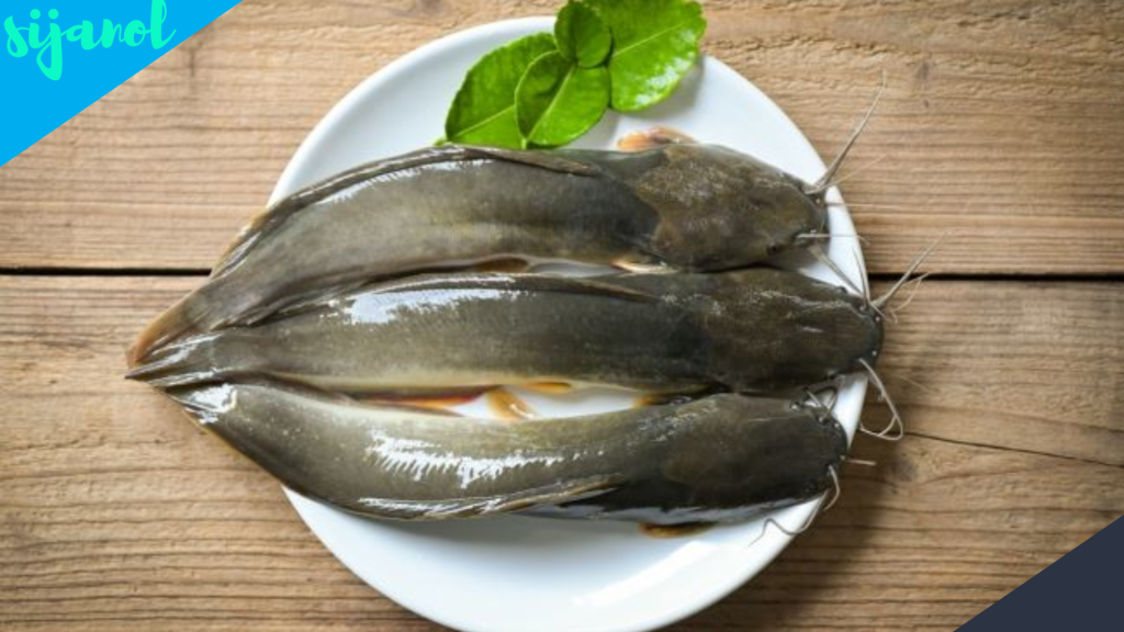 Manfaat Ikan Lele untuk Asam Lambung