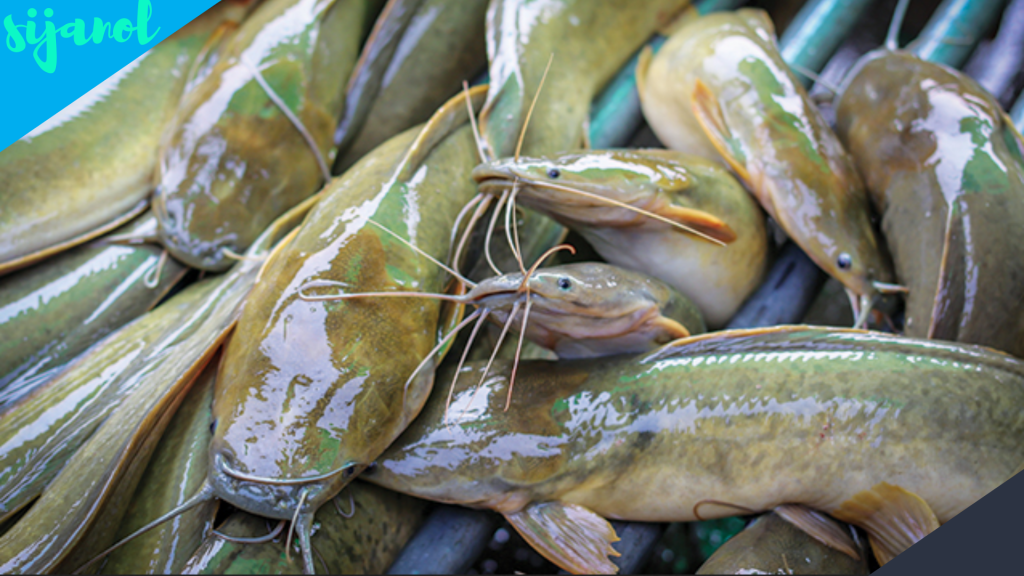 Manfaat Ikan Lele untuk Ibu Hamil