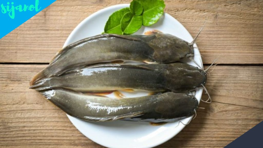 Manfaat Ikan lele untuk Kesehatan 3