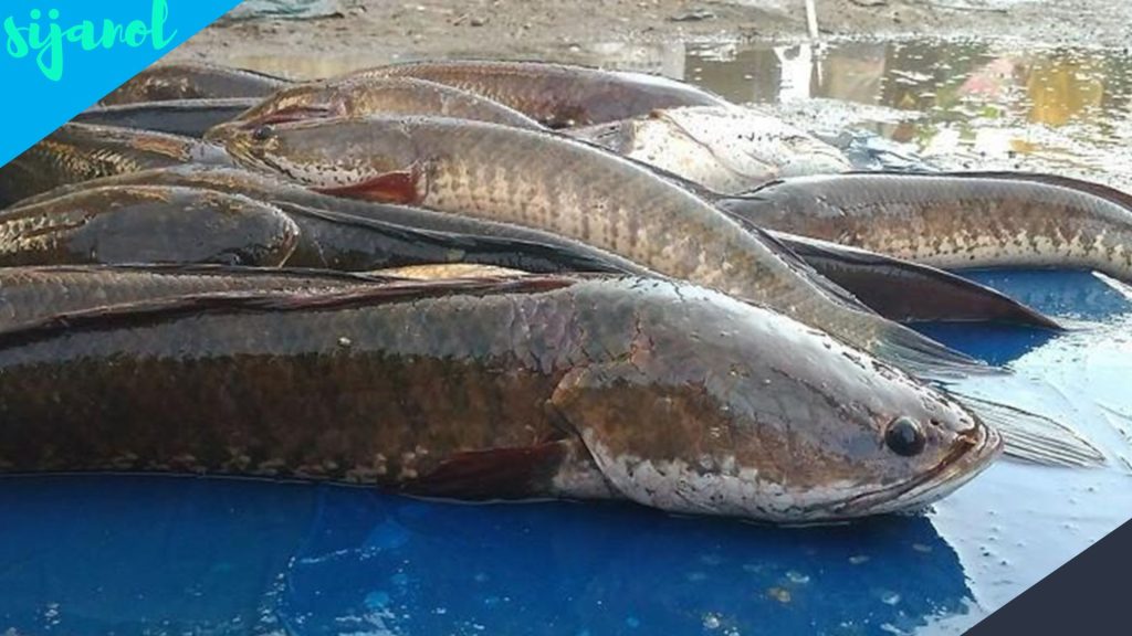 Manfaat Ikan Gabus untuk Kesehatan 2