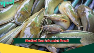 Manfaat Ikan Lele untuk Promil