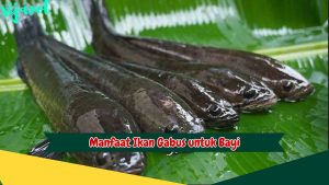 Manfaat Ikan Gabus untuk Bayi