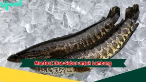 Manfaat Ikan Gabus untuk Lambung