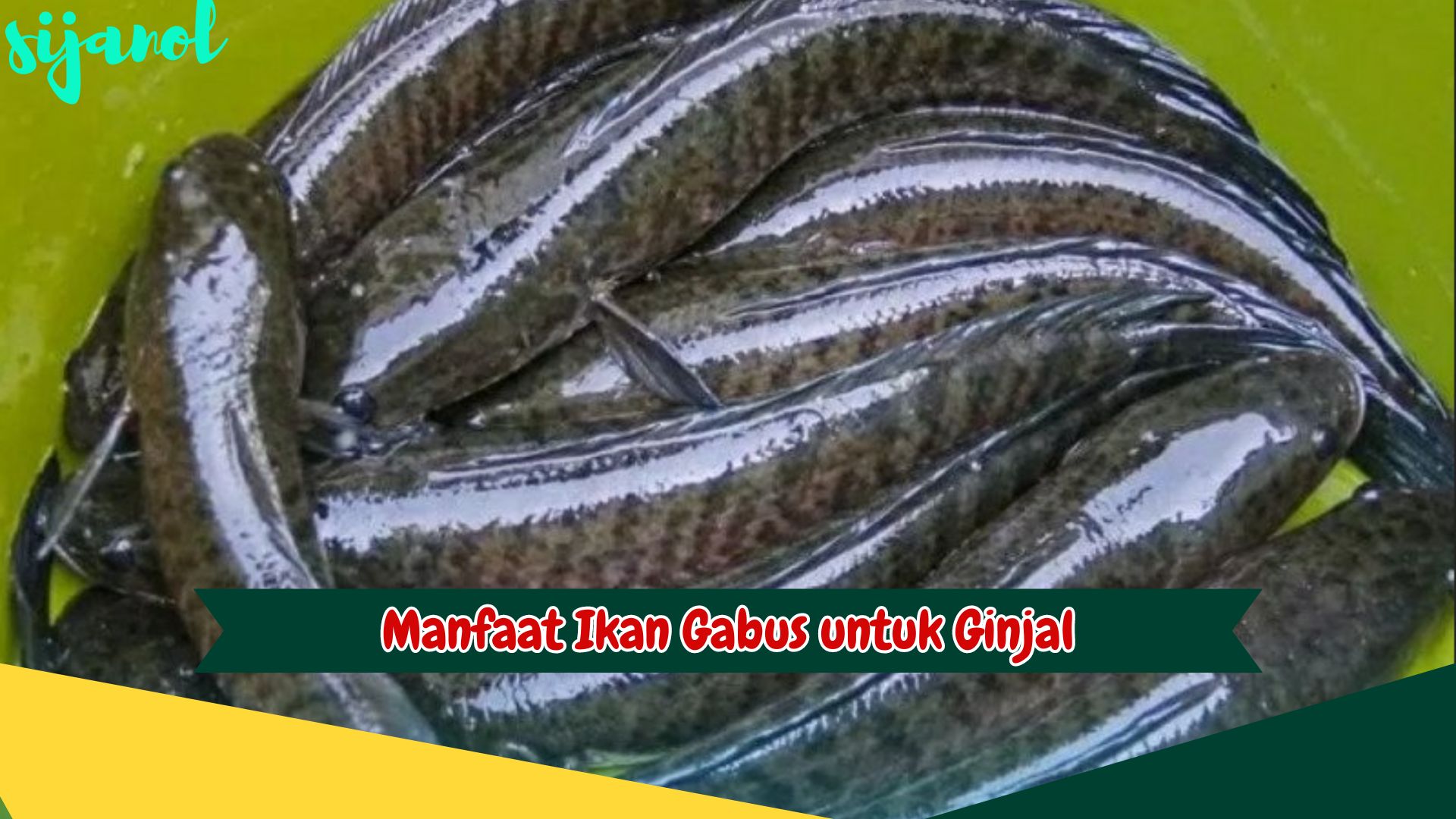 Manfaat Ikan Gabus untuk Ginjal