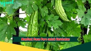 Manfaat Daun Pare untuk Kesehatan