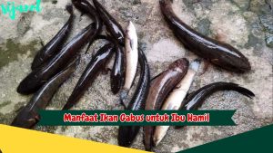 Manfaat Ikan Gabus untuk Ibu Hamil