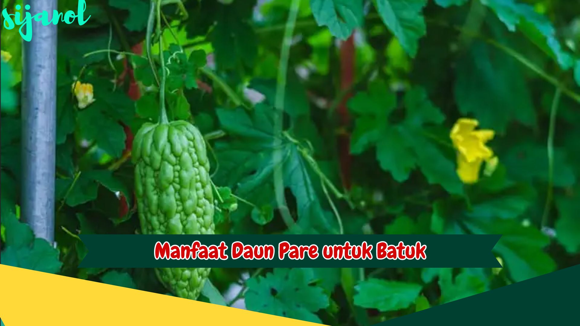 Manfaat Daun Pare untuk Batuk