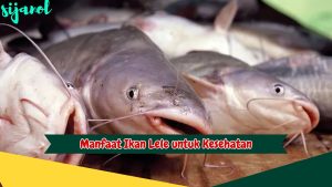 Manfaat Ikan lele untuk Kesehatan