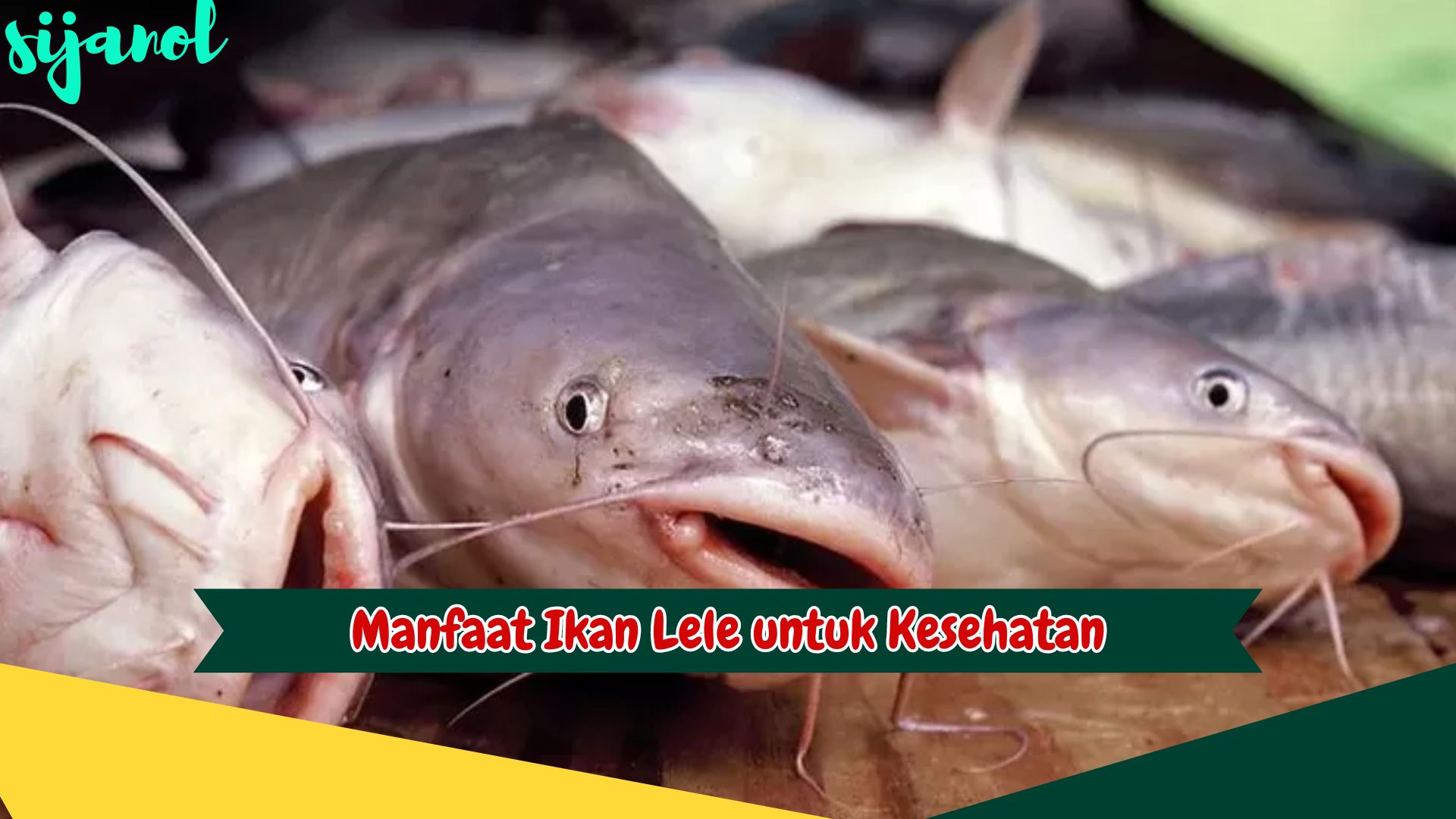 Manfaat Ikan lele untuk Kesehatan