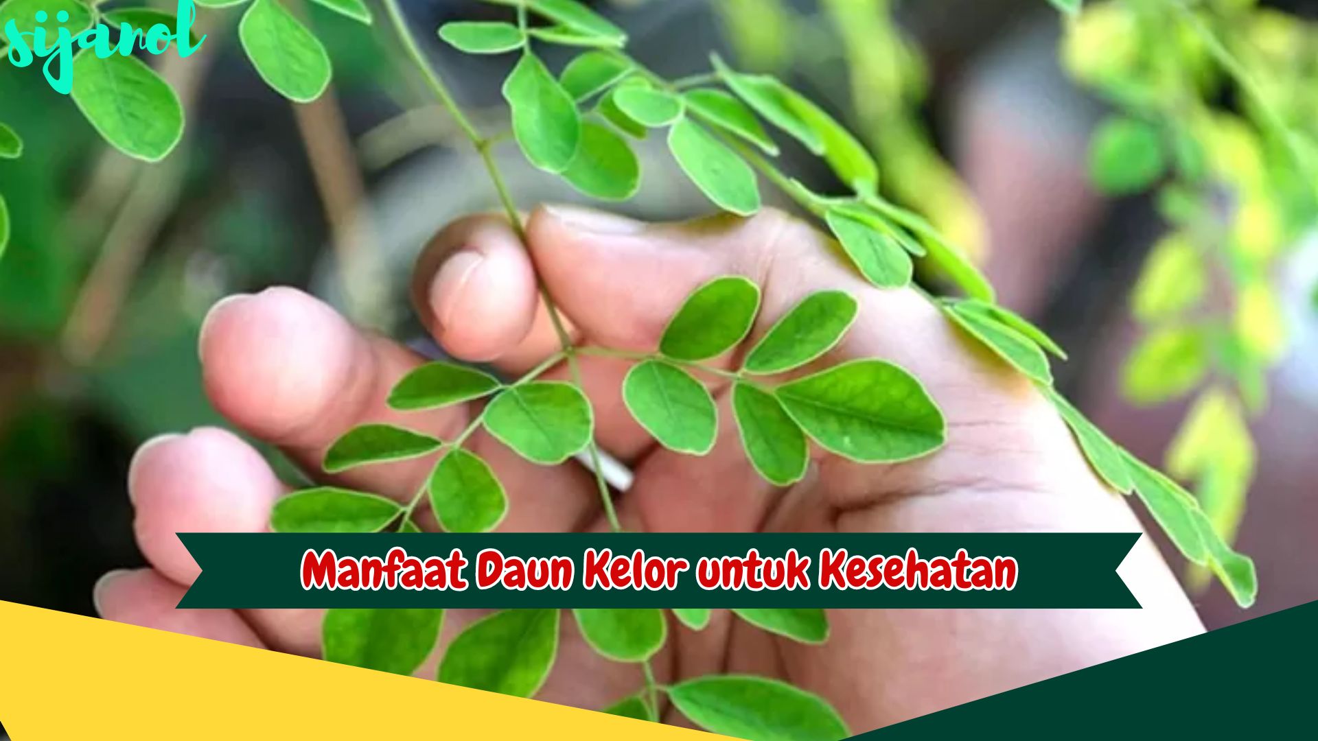 Manfaat Daun Kelor untuk Kesehatan