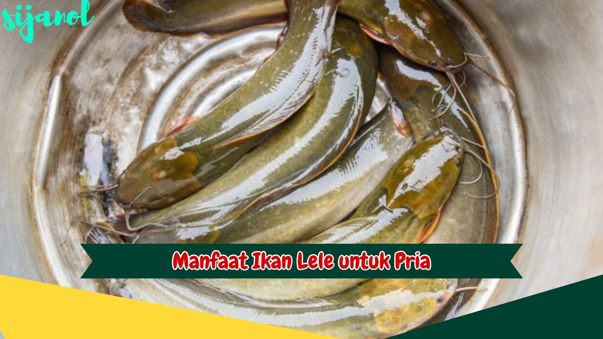 Manfaat Ikan Lele untuk Pria