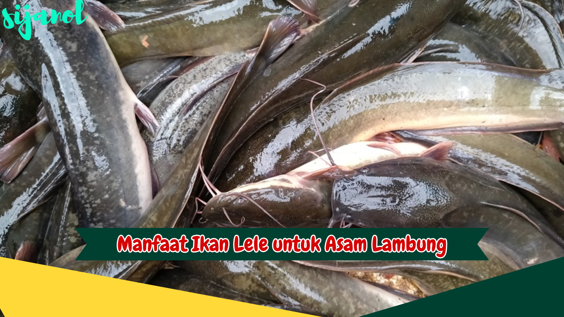 Manfaat Ikan Lele untuk Asam Lambung