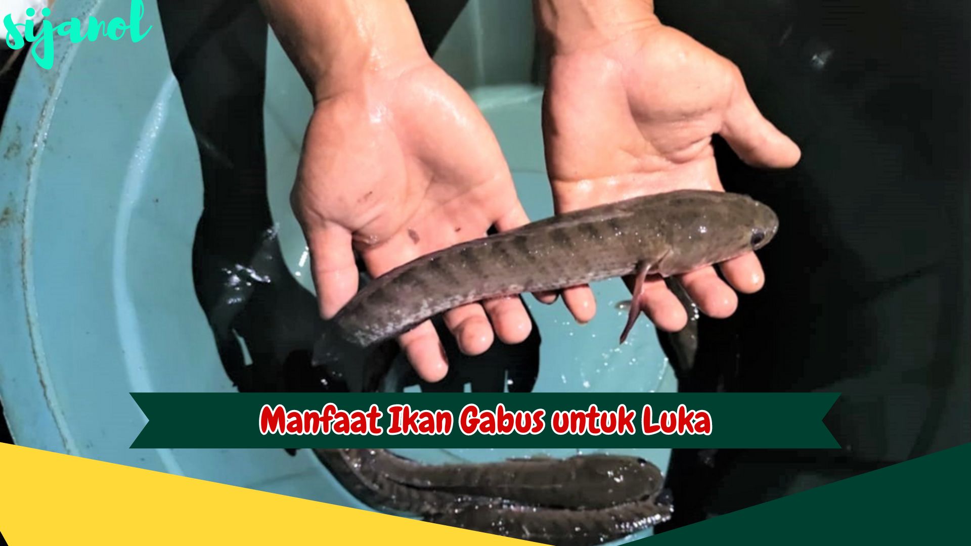 Manfaat Ikan Gabus untuk Luka