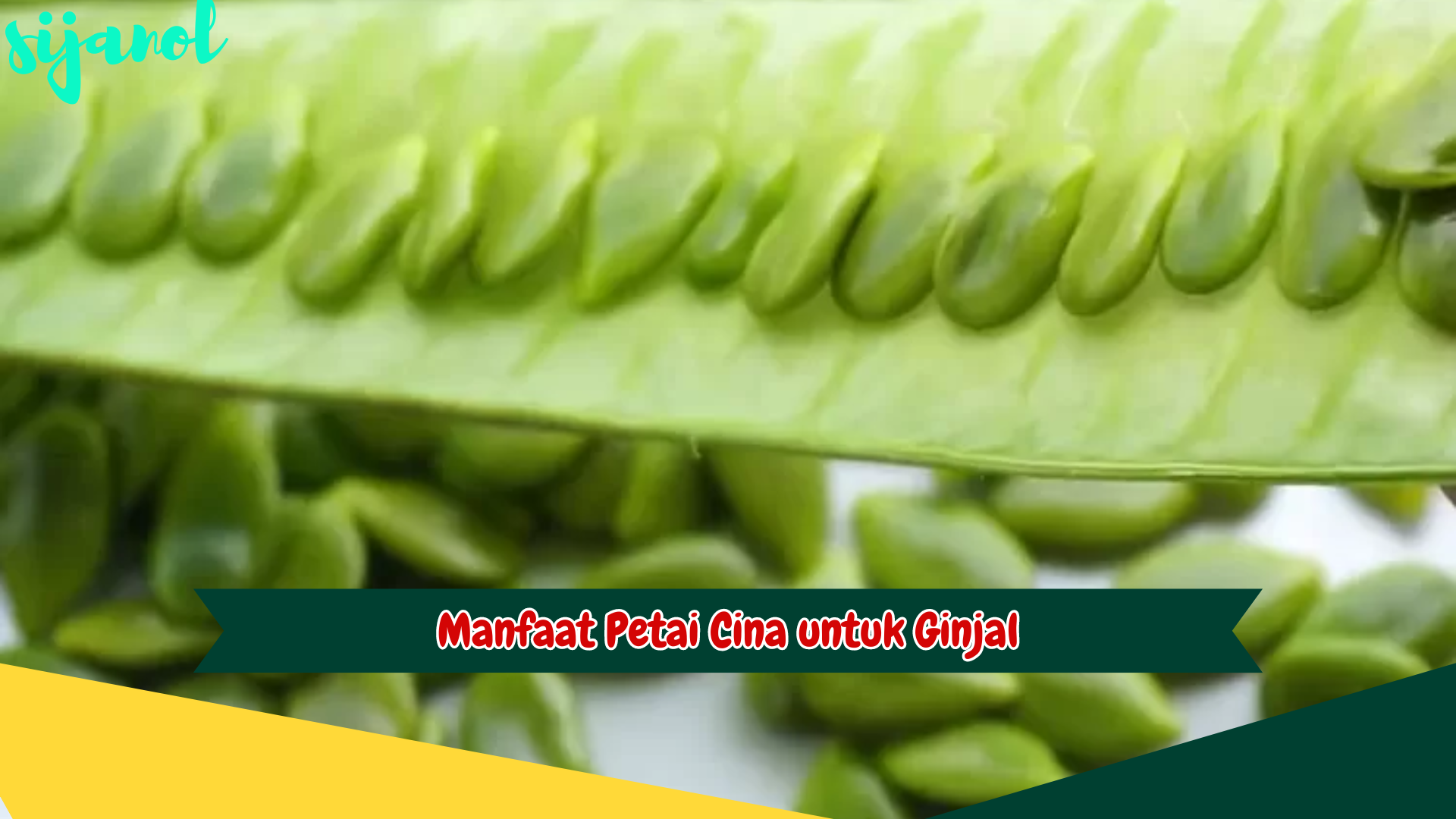 Manfaat Petai Cina untuk Ginjal