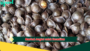 manfaat jengkol untuk kecantikan