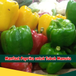 Manfaat Paprika untuk Tubuh Manusia