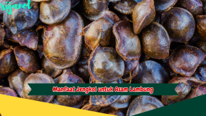 Manfaat Jengkol untuk Asam Lambung