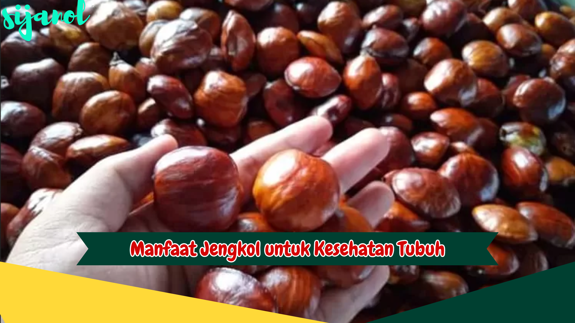 Manfaat Jengkol untuk Kesehatan Tubuh