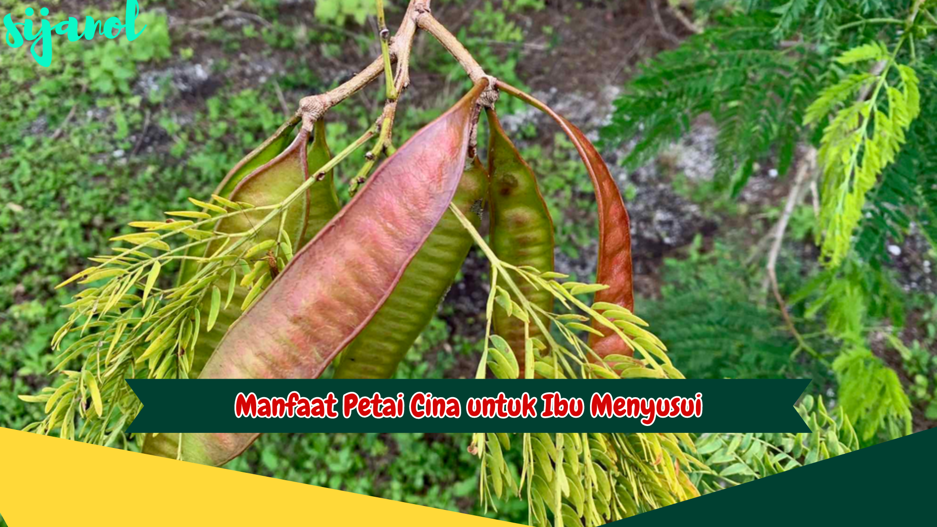 Manfaat Petai Cina untuk Ibu Menyusui