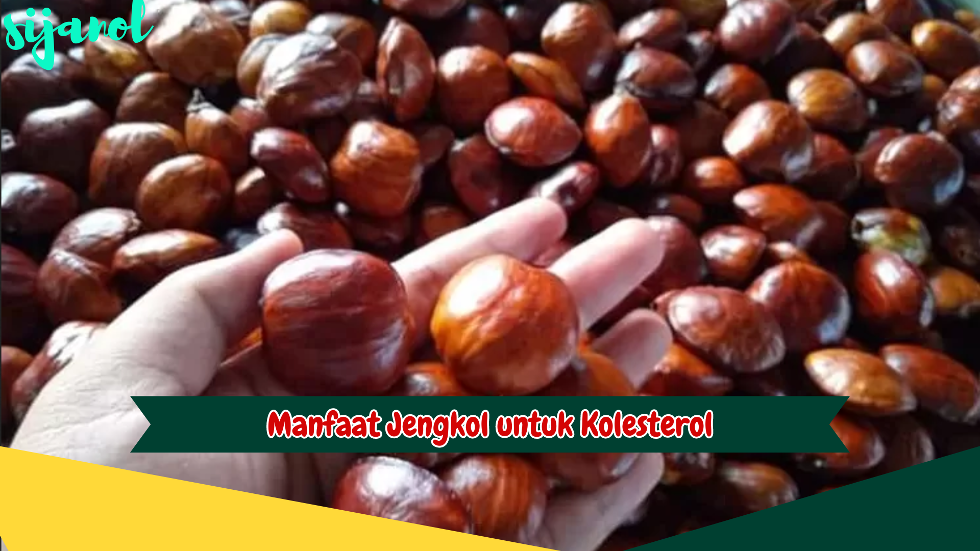 Manfaat Jengkol untuk Kolesterol