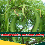 Manfaat Petai Cina untuk Asam Lambung