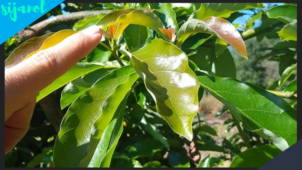 Manfaat Daun Alpukat untuk Asam Lambung