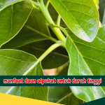 Manfaat Daun Alpukat untuk Darah Tinggi