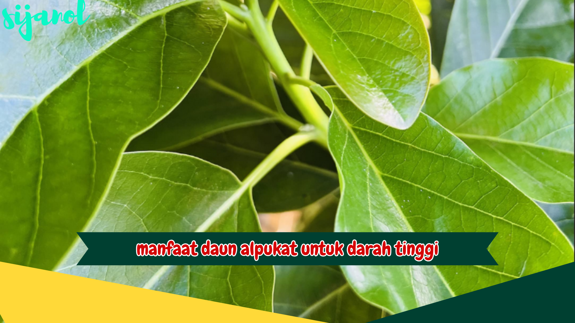 Manfaat Daun Alpukat untuk Darah Tinggi