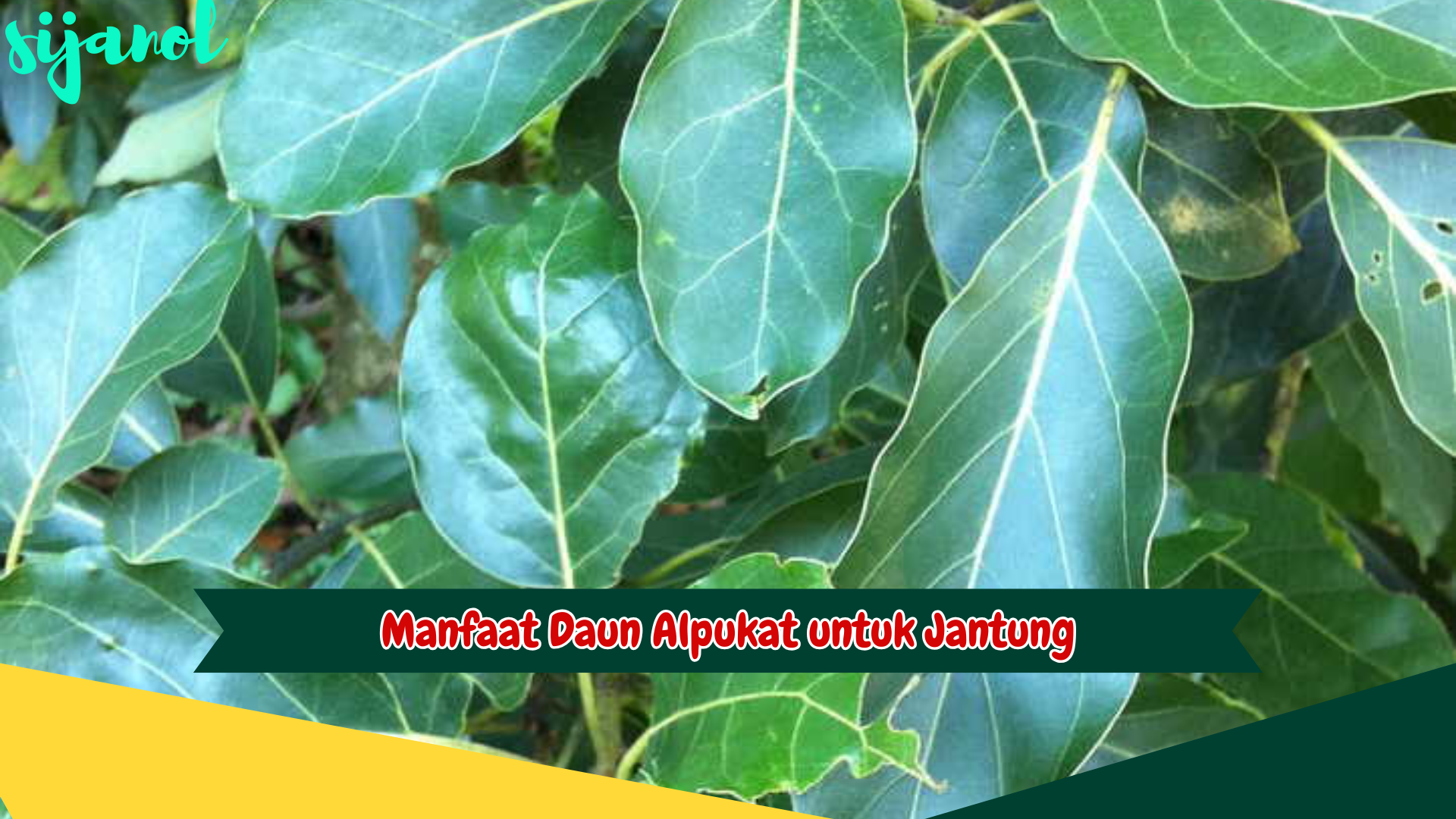 Manfaat Daun Alpukat untuk Jantung