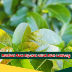 Manfaat Daun Alpukat untuk Asam Lambung