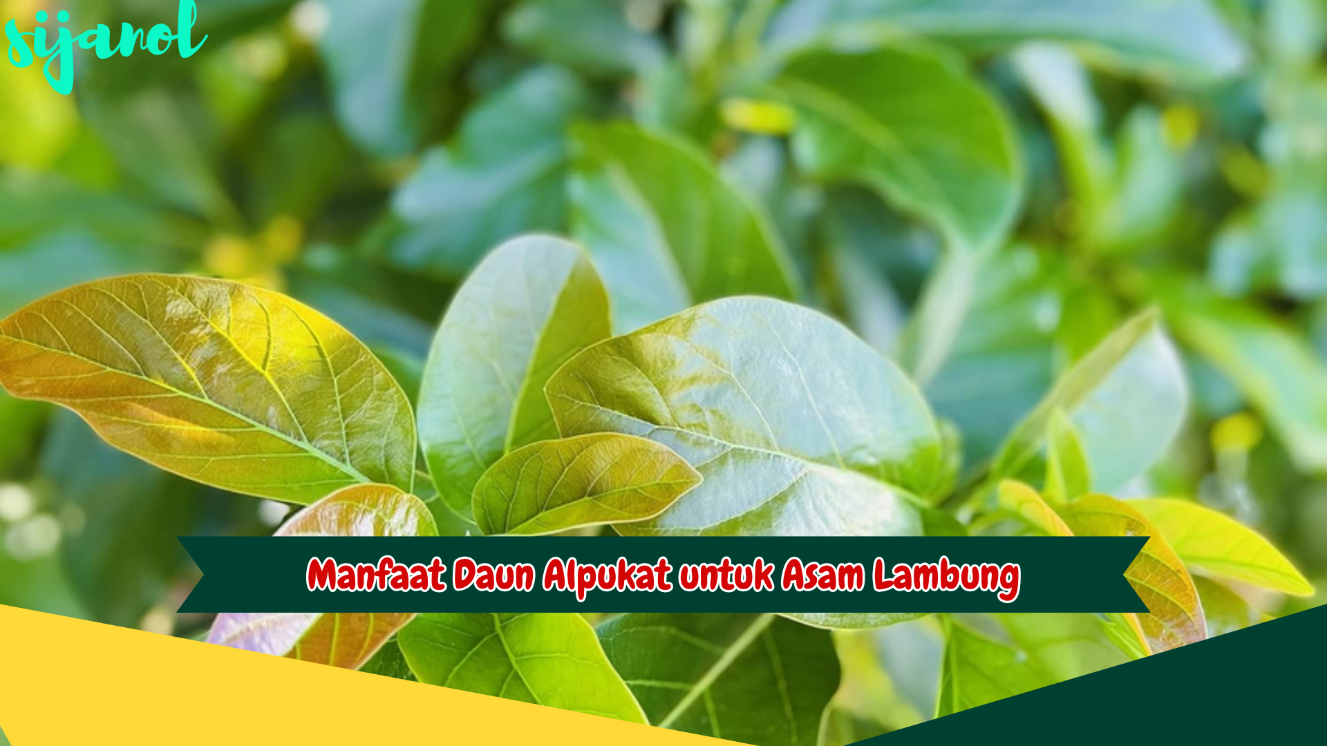 Manfaat Daun Alpukat untuk Asam Lambung