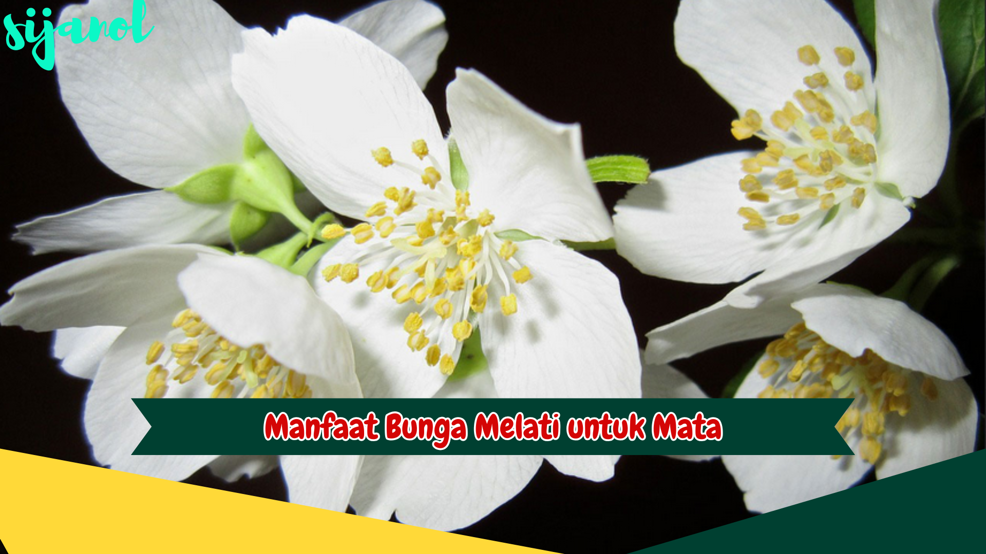 Manfaat Bunga Melati untuk Mata