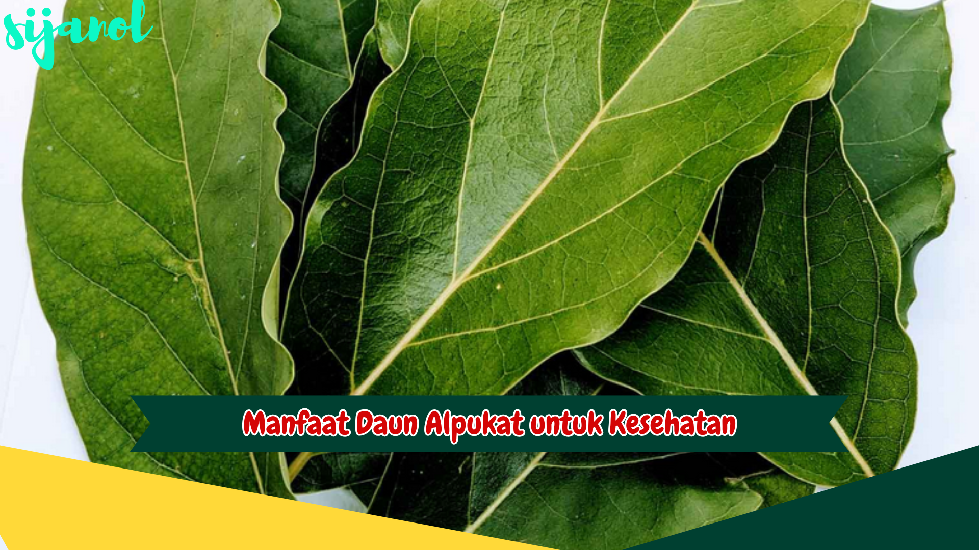 Manfaat Daun Alpukat untuk Kesehatan